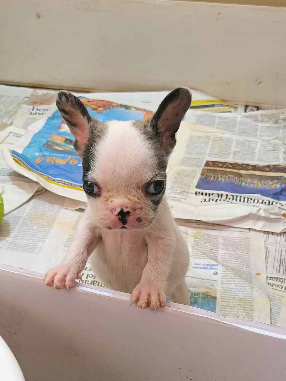 OFERTA CACHORRO BULLDOG FRANCES MACHO EN SANTO DOMINGO Y VACUNA AL DIA Foto 7278538-1.jpg