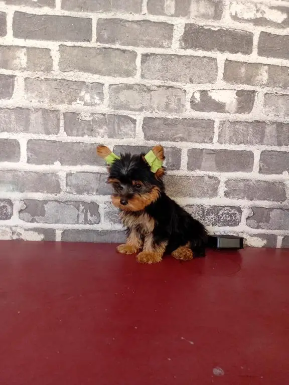 OFERTA CACHORRO YORKIE MACHO EN SANTO DOMINGO VACUNA AL DIA Foto 7278541-1.jpg