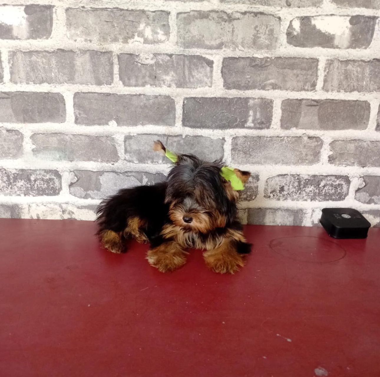 OFERTA CACHORRO YORKIE HEMBRA EN SANTO DOMINGO Y VACUNADA Foto 7278542-1.jpg
