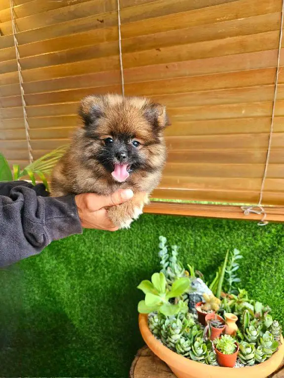 OFERTA CACHORRO POMERANIA MACHO EN SANTO DOMINGO CON SU VACUNAS AL DIA Foto 7278801-1.jpg