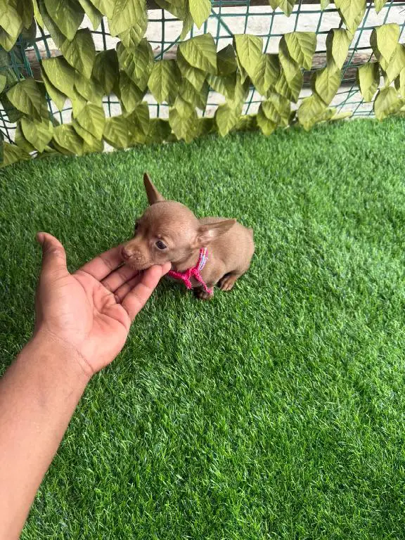 OFERTA CACHORRO CHIHUAHUA AMBOS SEXO EN SANTO DOMINGO CON SU VACUNA AL Foto 7278804-1.jpg