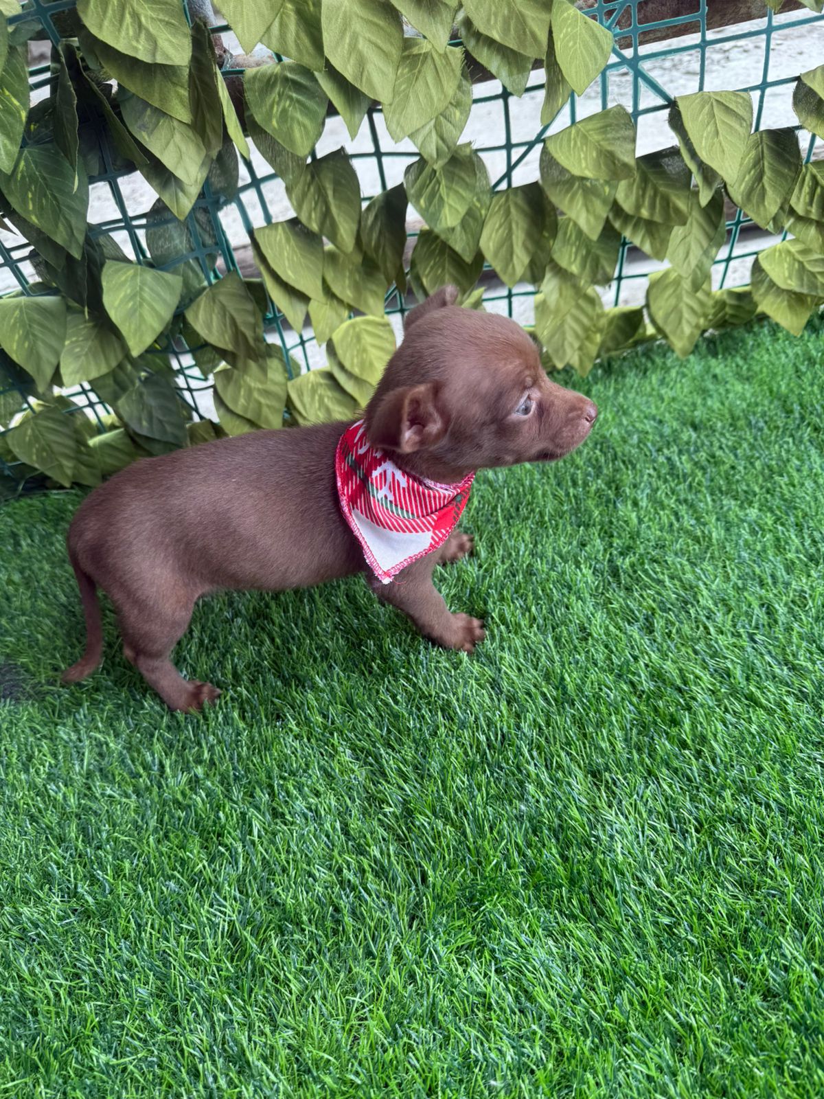 OFERTA CACHORRO CHIHUAHUA AMBOS SEXO EN SANTO DOMINGO CON SU VACUNA AL Foto 7278804-2.jpg