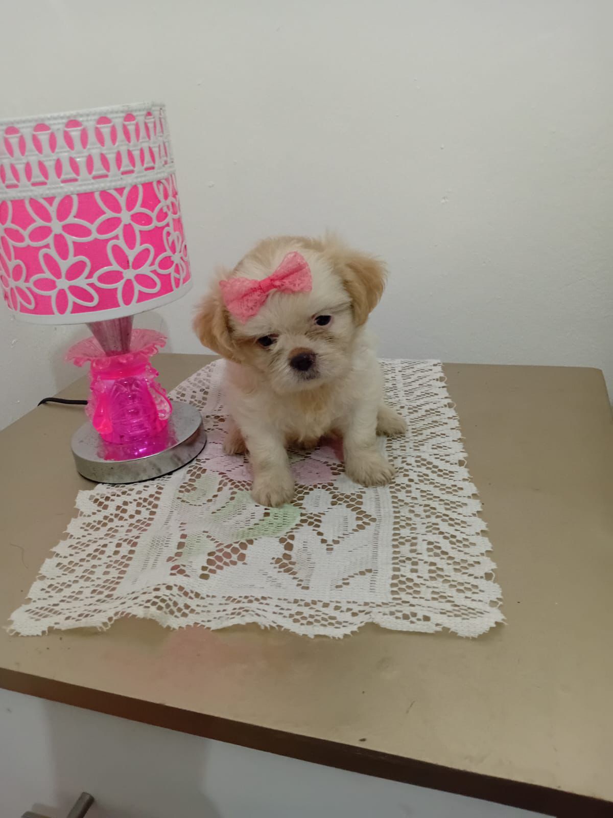 OFERTA CACHORRO SHIPOO AMBOS SEXO EN SANTO DOMINGO VACUNADOS Foto 7278834-1.jpg
