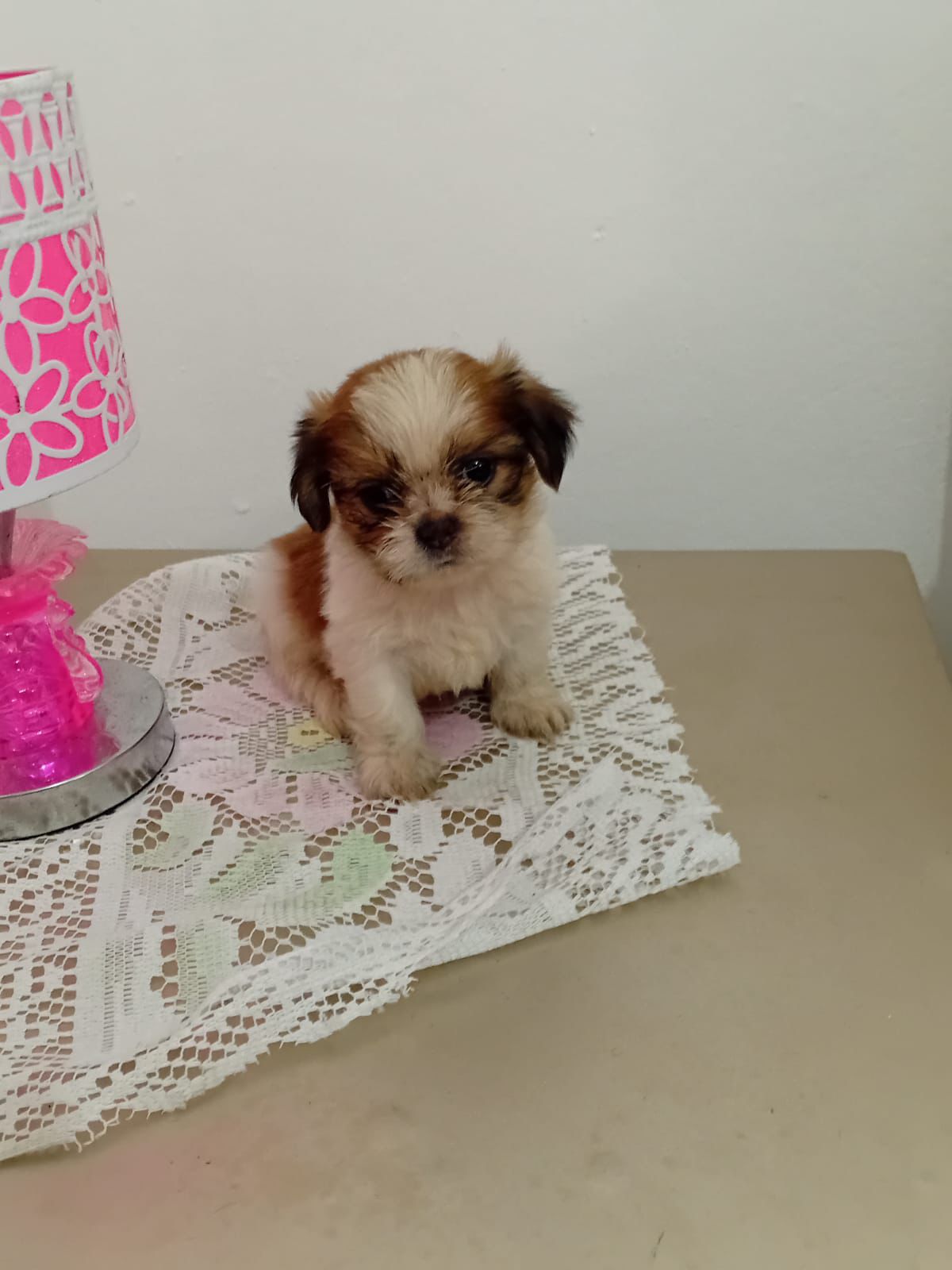 OFERTA CACHORRO SHIPOO AMBOS SEXO EN SANTO DOMINGO VACUNADOS Foto 7278834-2.jpg