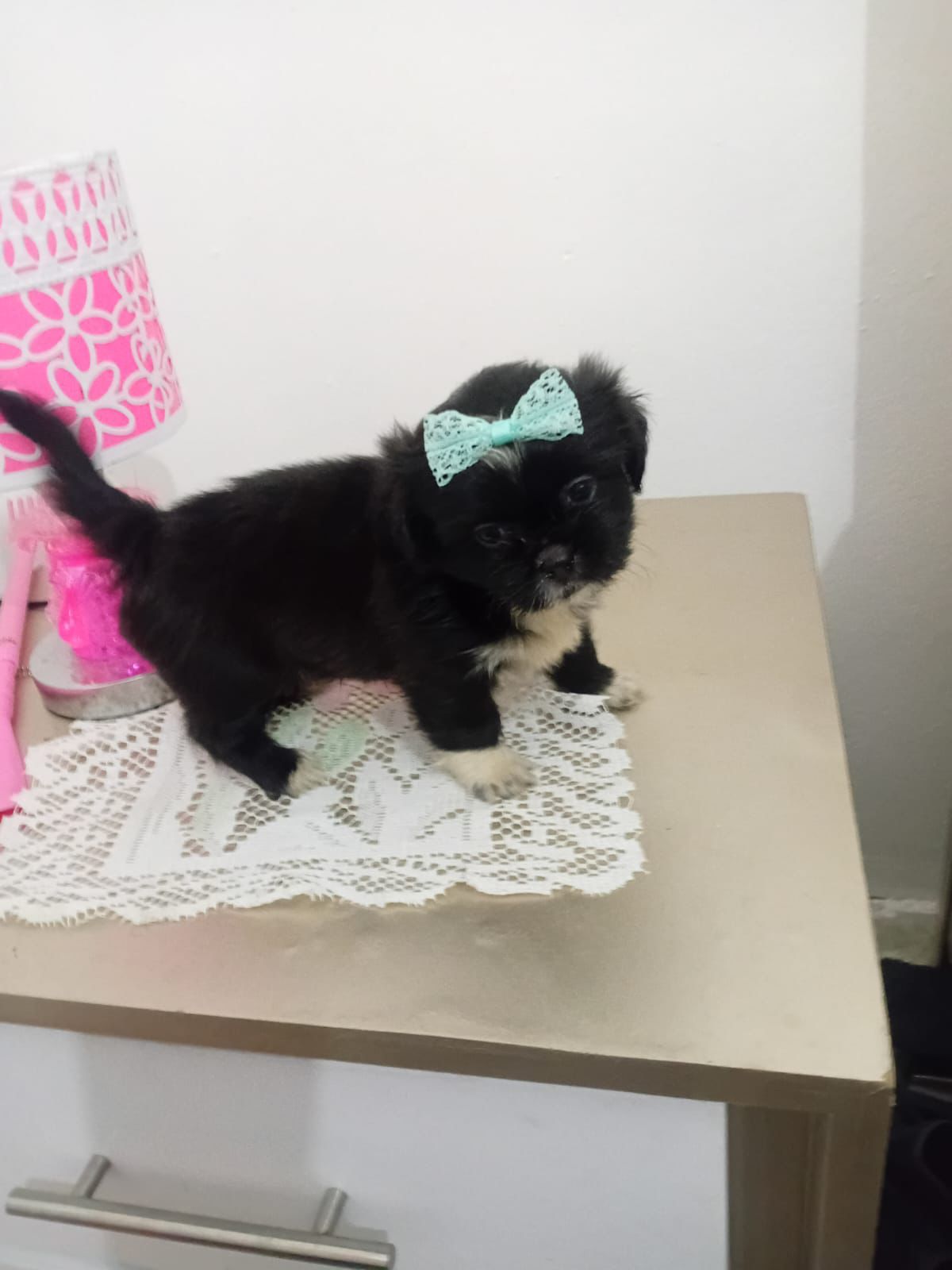 OFERTA CACHORRO SHIPOO AMBOS SEXO EN SANTO DOMINGO VACUNADOS Foto 7278834-3.jpg