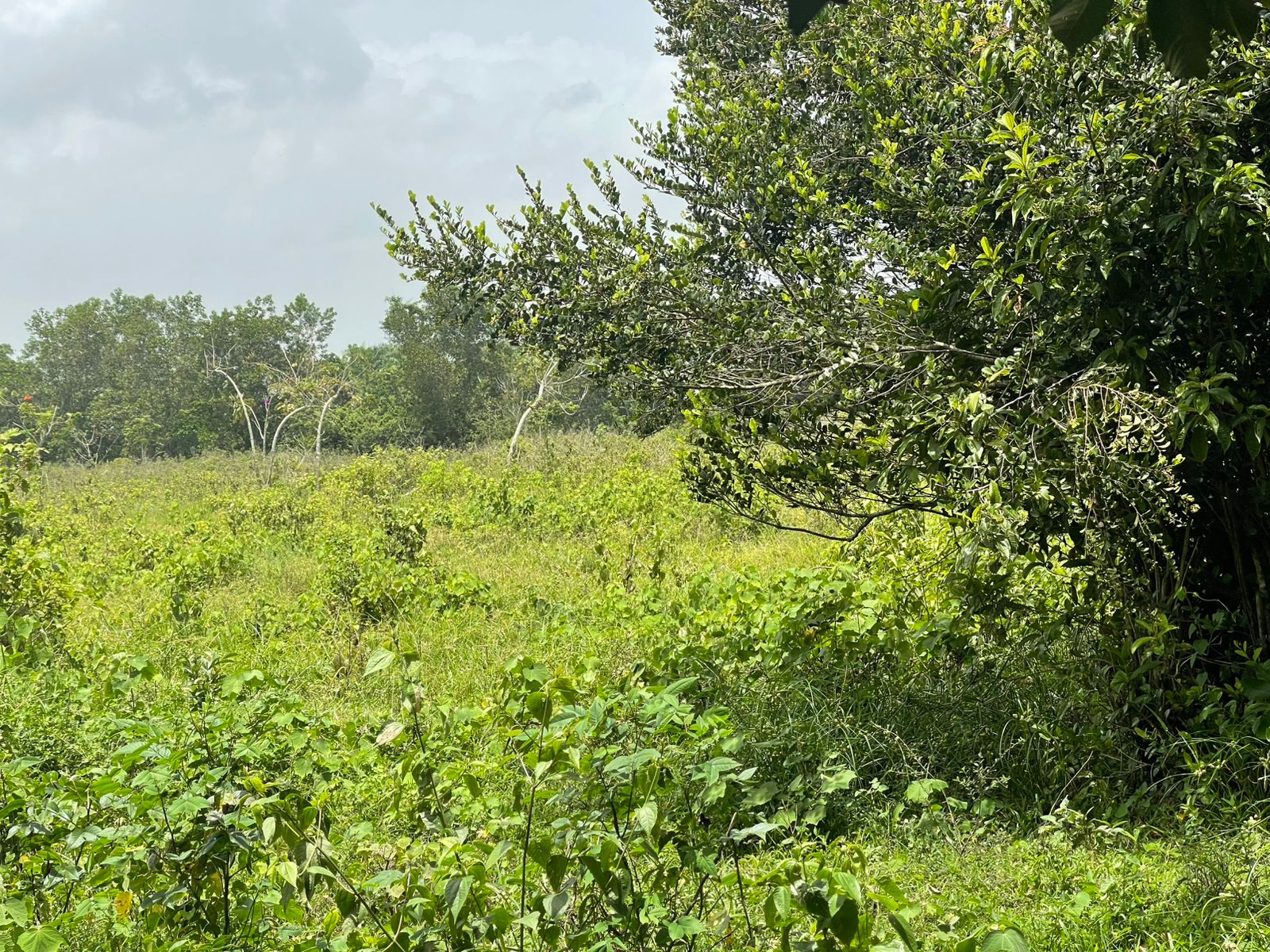 Vendo Finca de 2500 tareas en Santo Domingo Norte a la Orilla de la Ca Foto 7279620-11.jpg