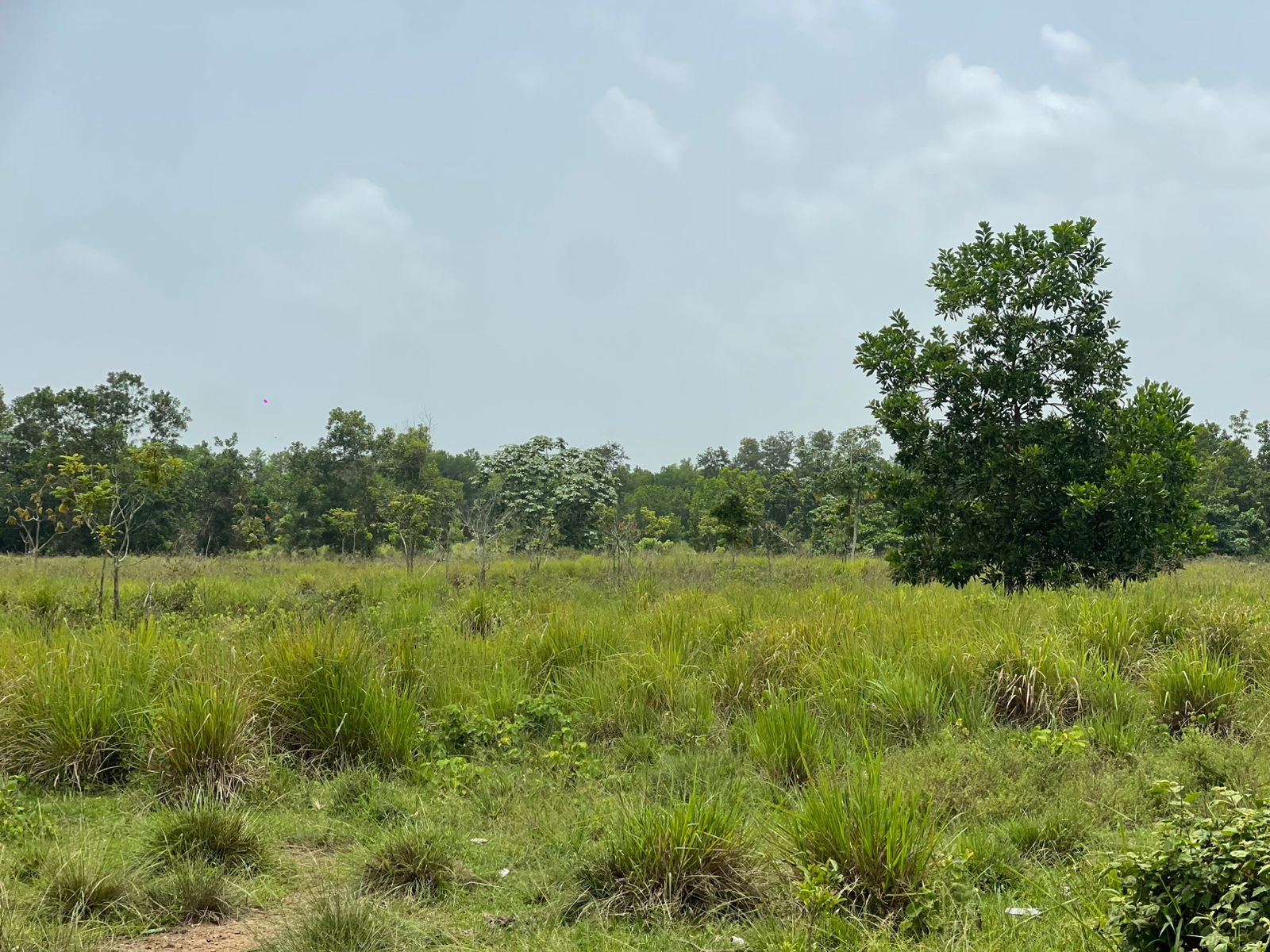 Vendo Finca de 2500 tareas en Santo Domingo Norte a la Orilla de la Ca Foto 7279620-12.jpg