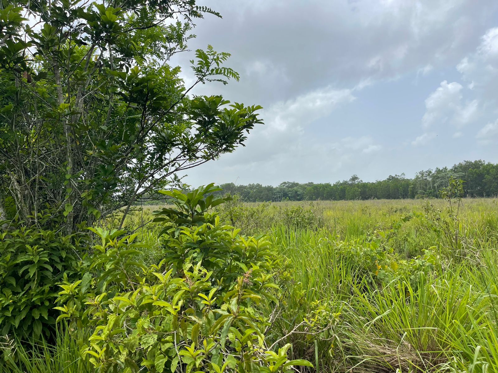 Vendo Finca de 2500 tareas en Santo Domingo Norte a la Orilla de la Ca Foto 7279620-13.jpg