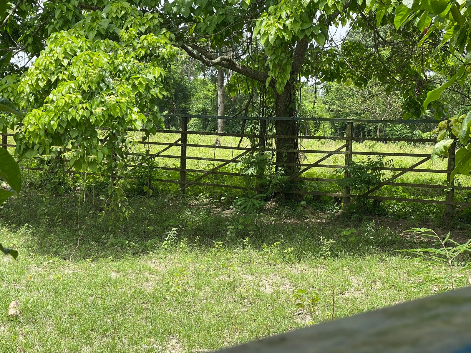Vendo Finca de 2500 tareas en Santo Domingo Norte a la Orilla de la Ca Foto 7279620-4.jpg