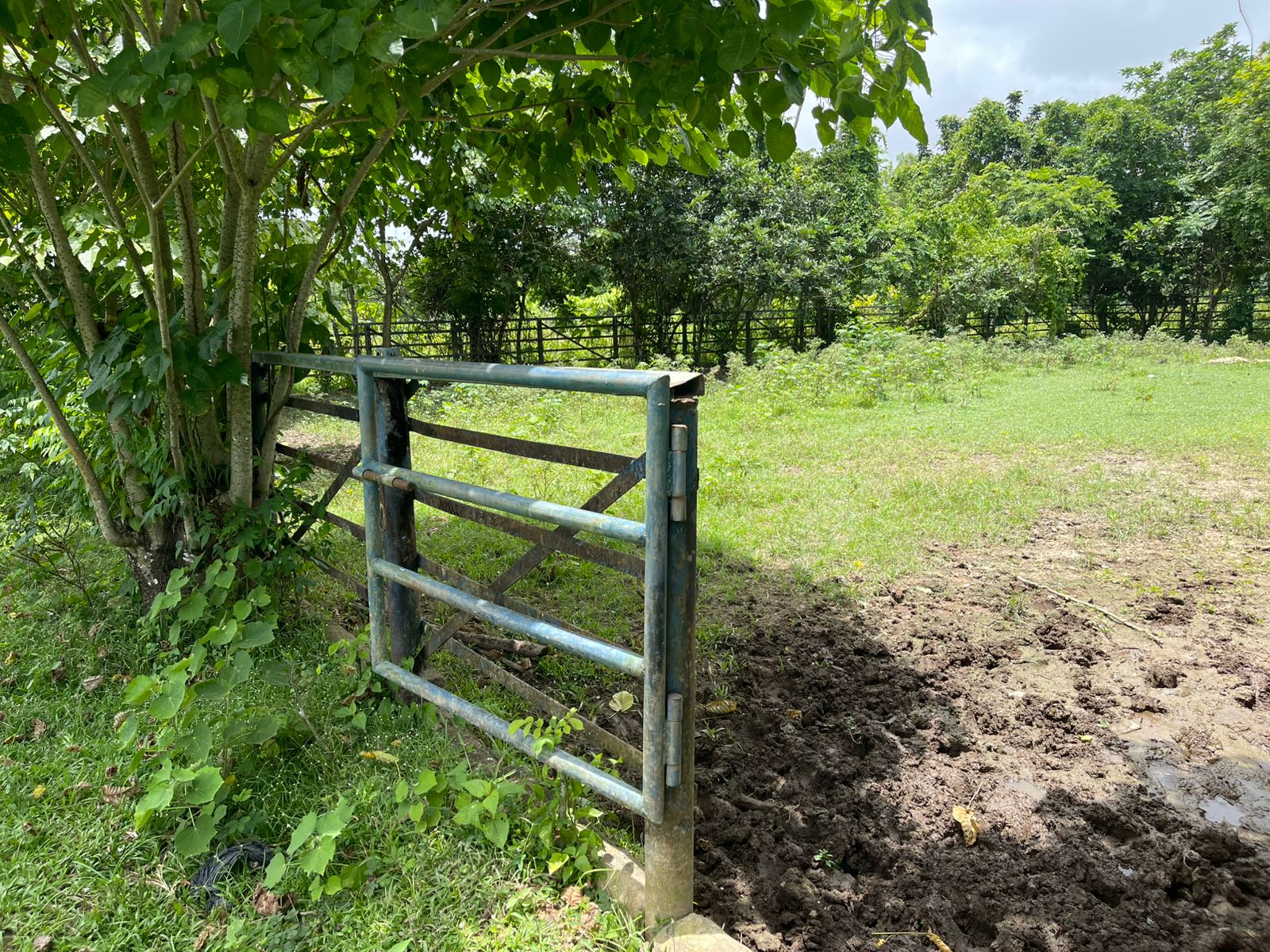 Vendo Finca de 2500 tareas en Santo Domingo Norte a la Orilla de la Ca Foto 7279620-6.jpg