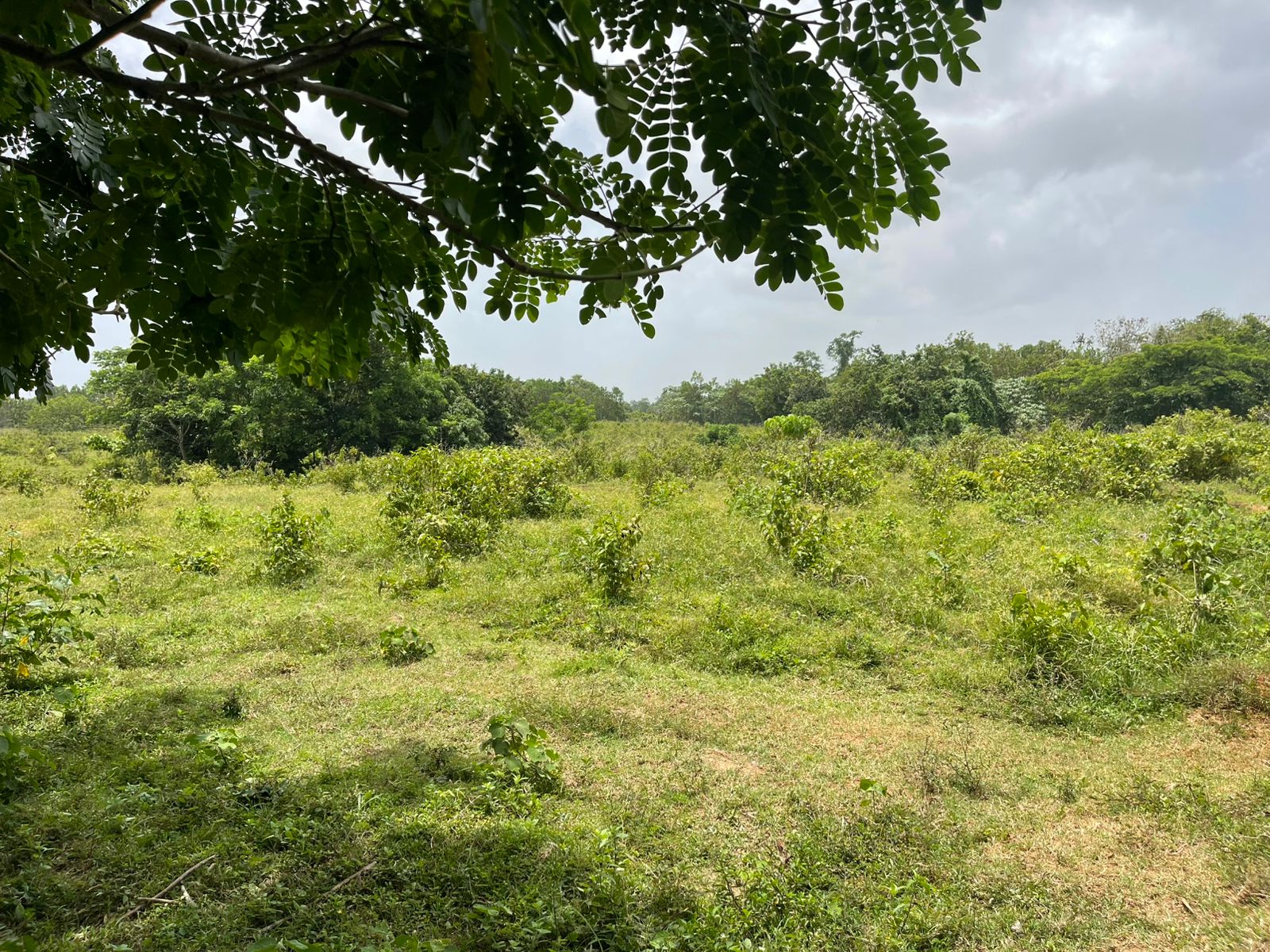 Vendo Finca de 2500 tareas en Santo Domingo Norte a la Orilla de la Ca Foto 7279620-8.jpg
