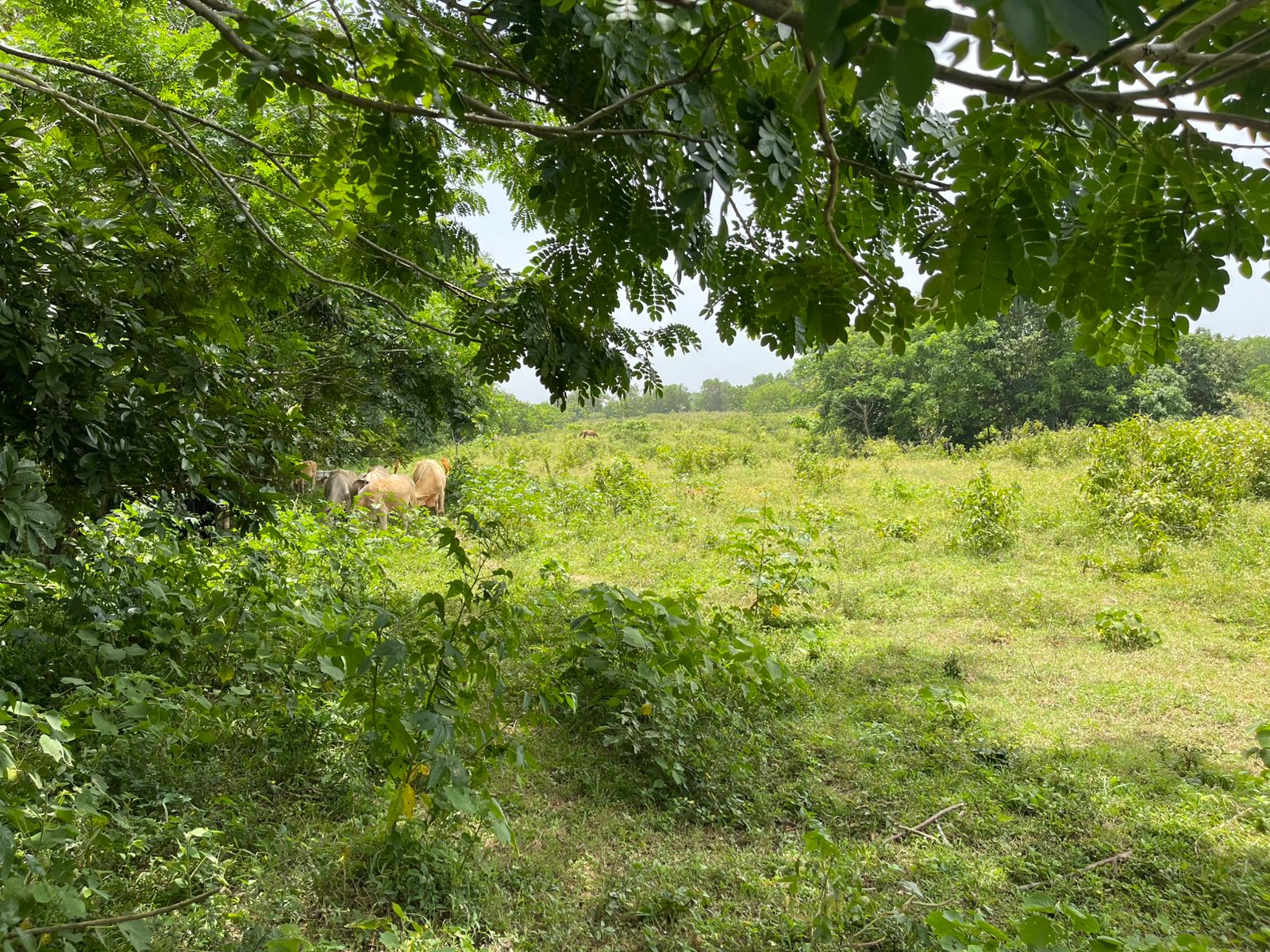 Vendo Finca de 2500 tareas en Santo Domingo Norte a la Orilla de la Ca Foto 7279620-9.jpg