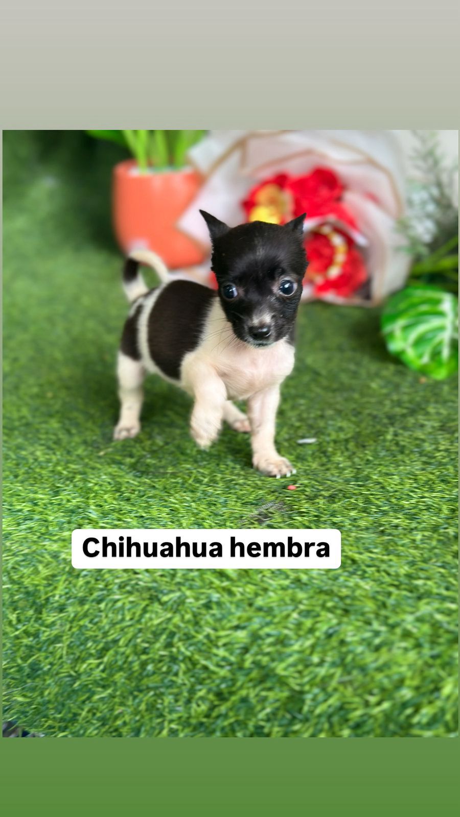 OFERTA CACHORRO CHIHUAHUA HEMBRA EN SANTO DOMINGO VACUNA AL DIA Foto 7280928-1.jpg