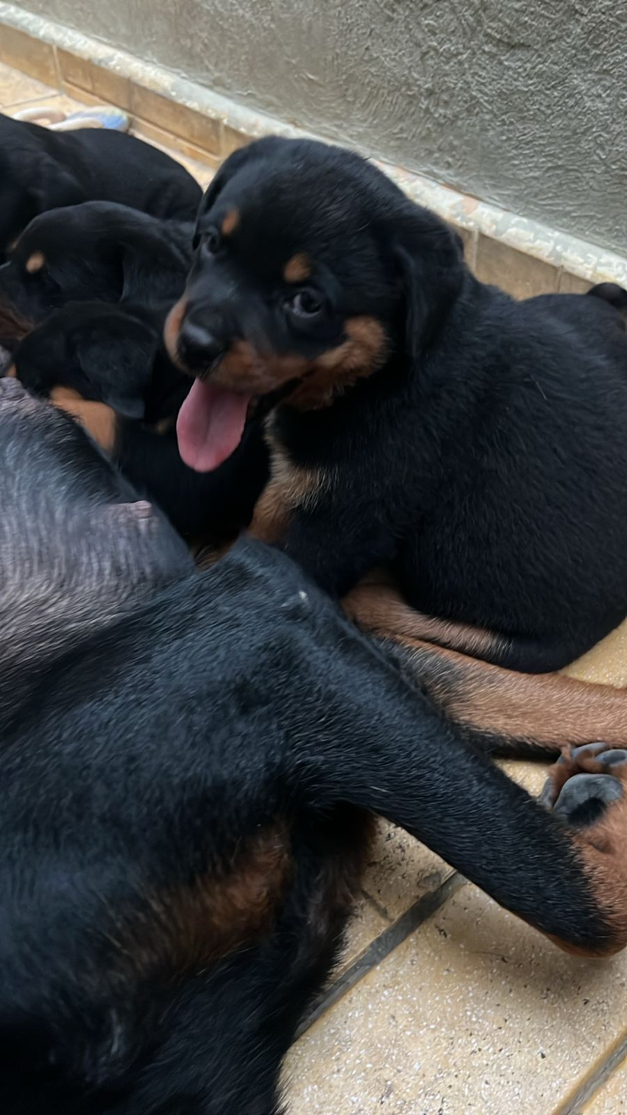OFERTA CACHORRO ROTTWEILER HEMBRA EN SANTO DOMINGO VACUNADO Foto 7280929-1.jpg
