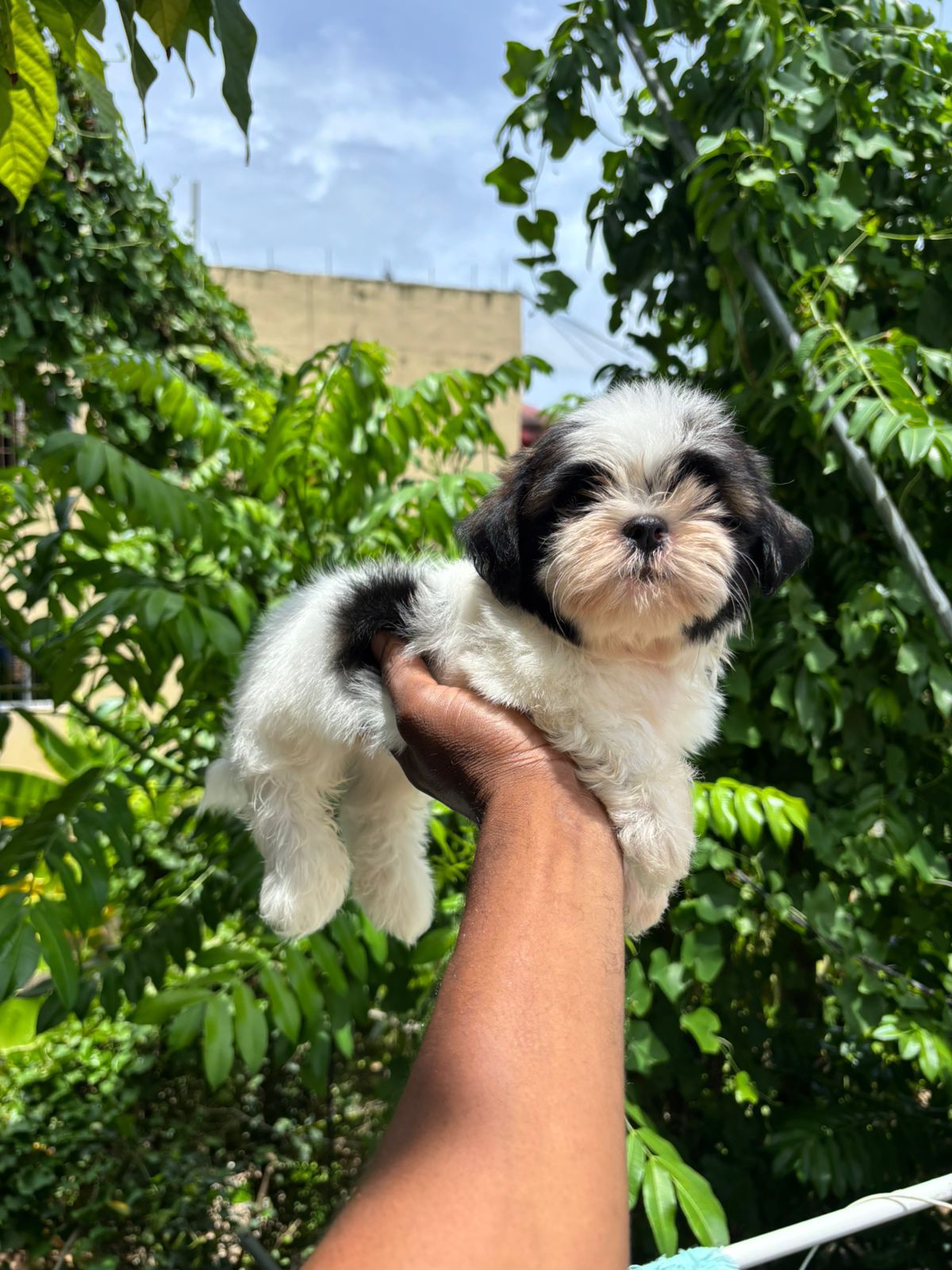 OFERTA CACHORRO SHIPOO MACHO EN SANTO DOMINGO Y TODO AL DIA Foto 7280930-3.jpg