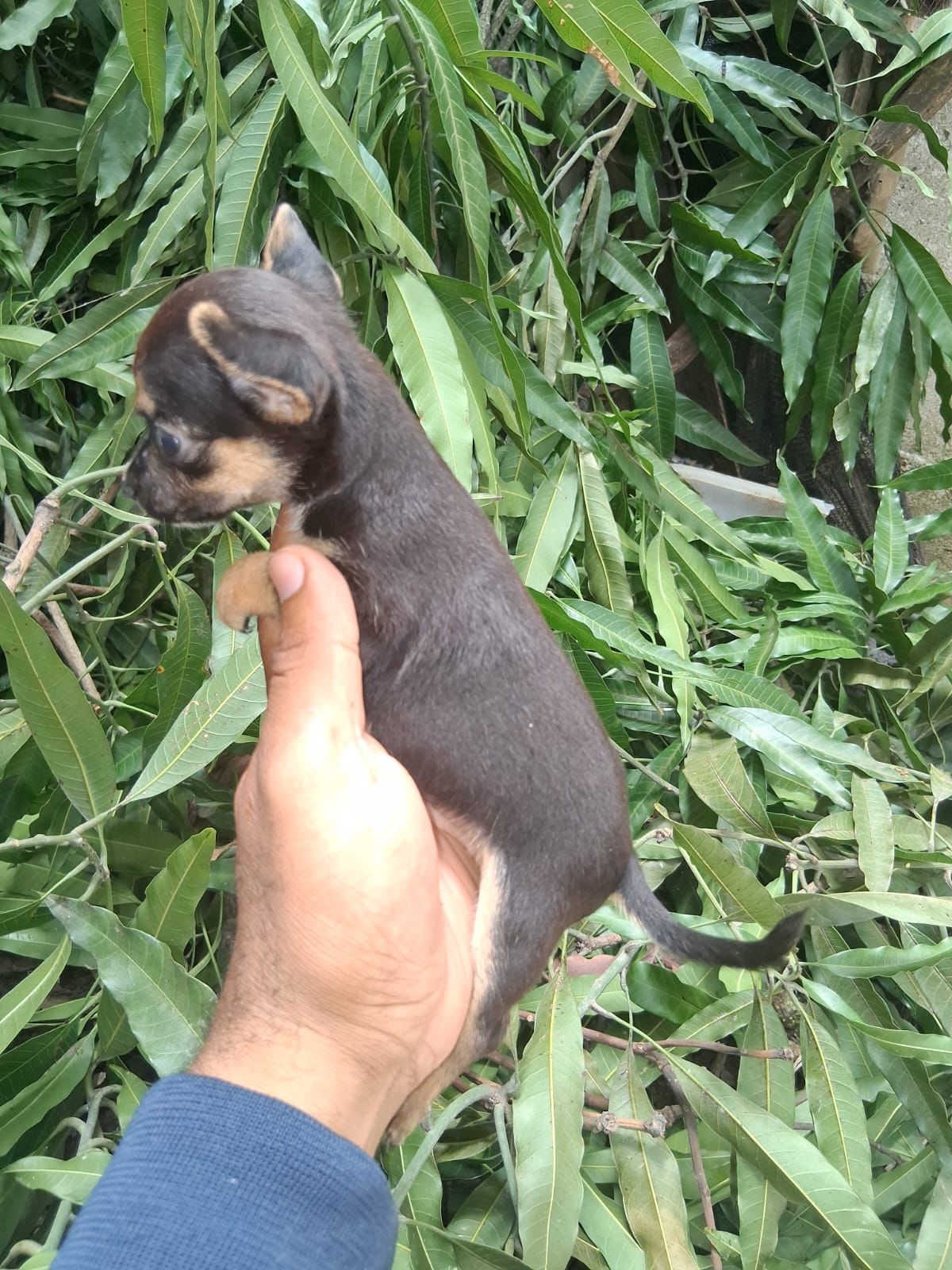 OFERTA CACHORRO CHIHUAHUA AMBOS SEXO EN SANTO DOMINGO CON SU VACUNA AL Foto 7280932-2.jpg