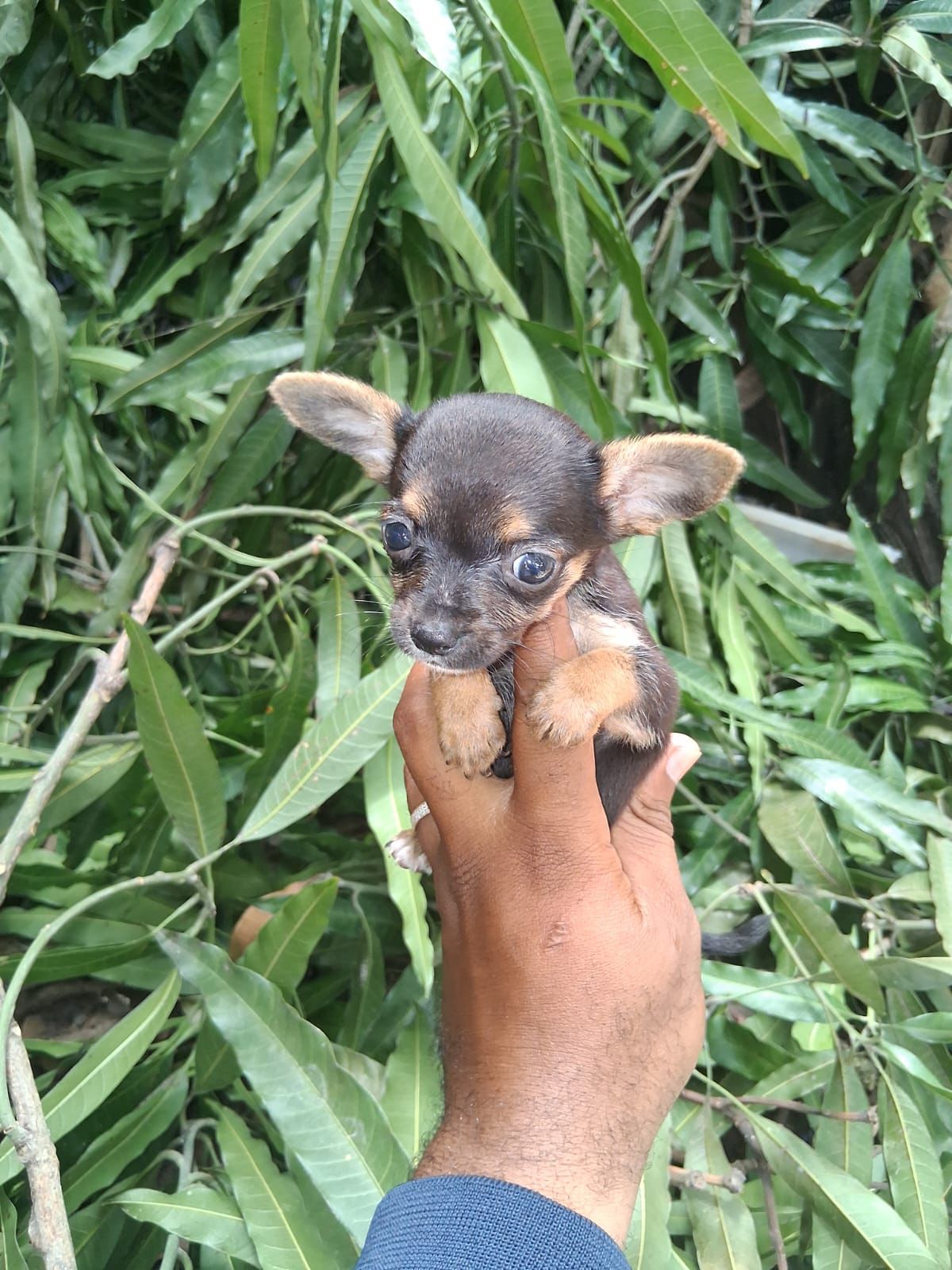 OFERTA CACHORRO CHIHUAHUA AMBOS SEXO EN SANTO DOMINGO CON SU VACUNA AL Foto 7280932-3.jpg