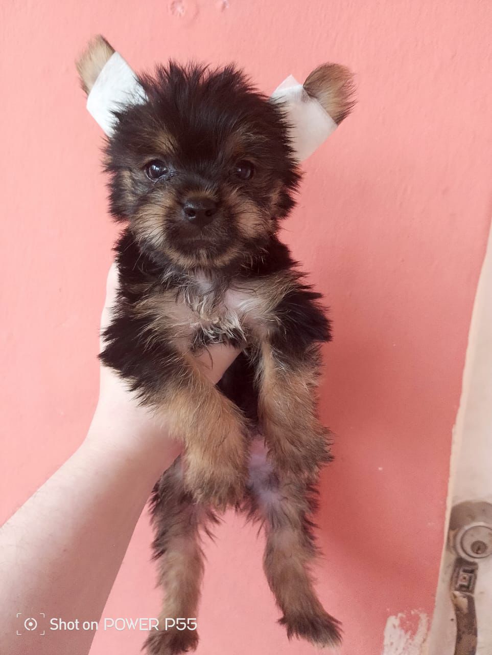 OFERTA CACHORRO YORKIE AMBOS SEXO EN SANTO DOMINGO Y VACUNADOS Foto 7280933-1.jpg
