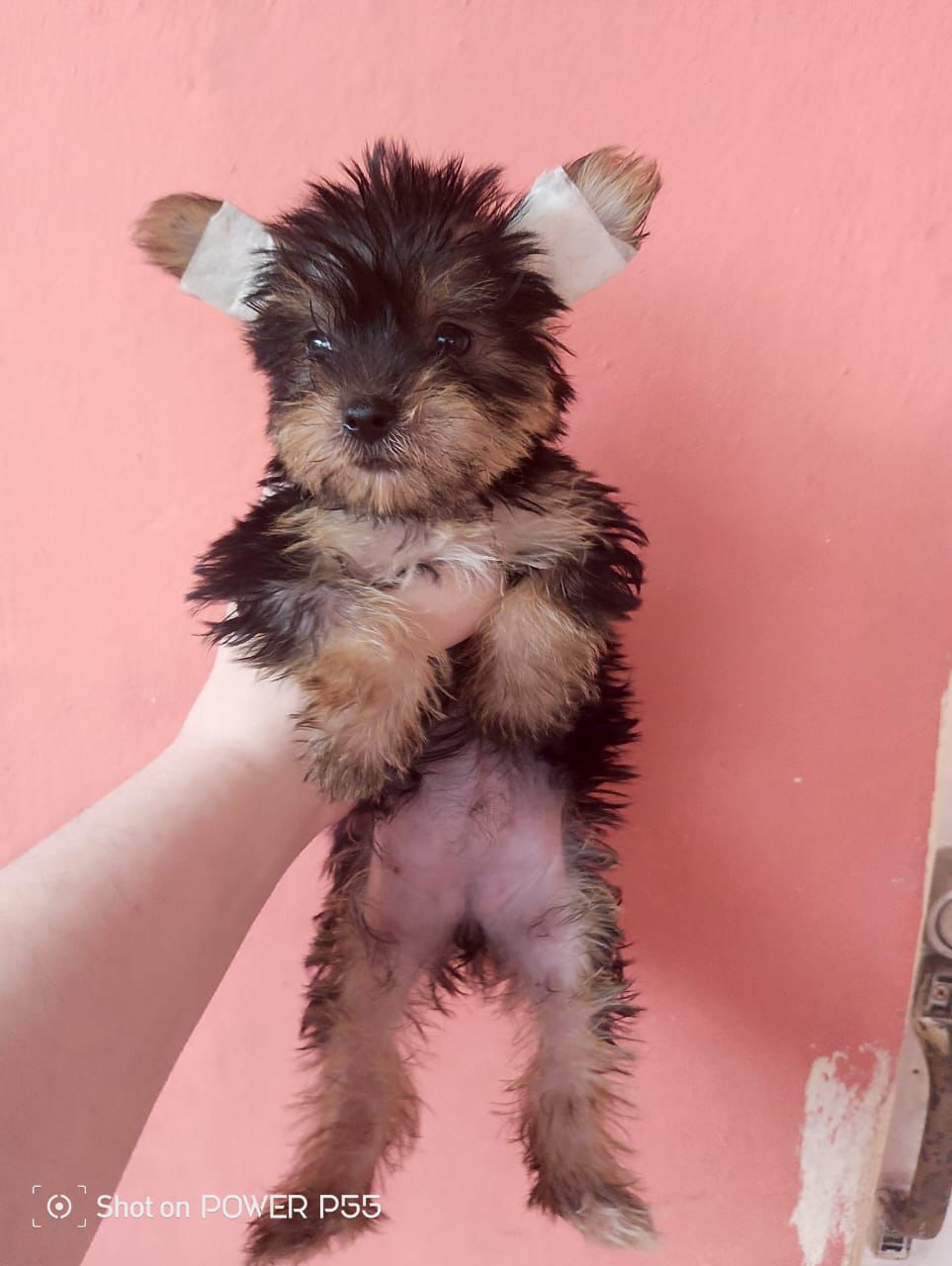 OFERTA CACHORRO YORKIE AMBOS SEXO EN SANTO DOMINGO Y VACUNADOS Foto 7280933-2.jpg