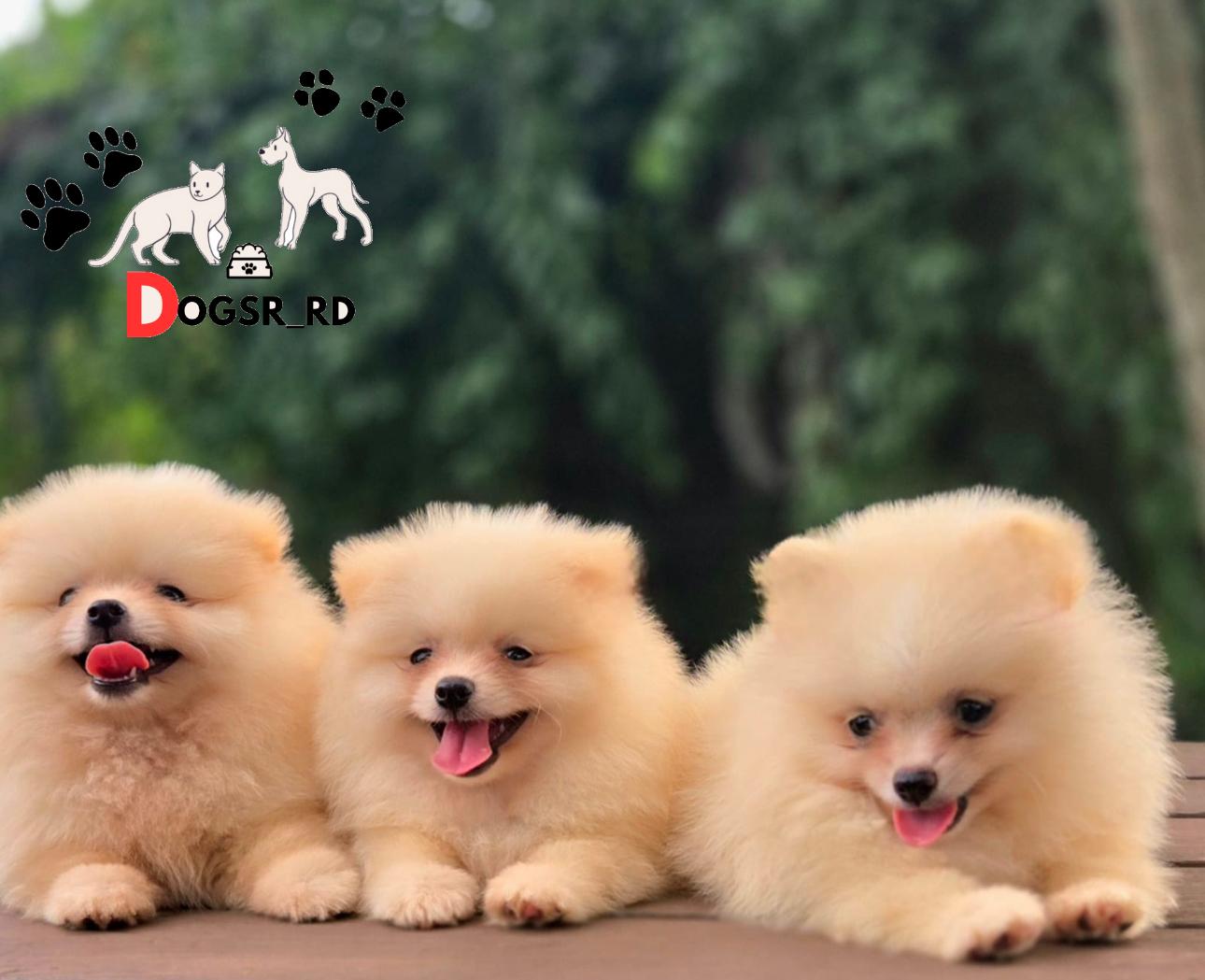 Pomerania Calidad Cara de Oso Ambos Sexos  Foto 7280938-1.jpg