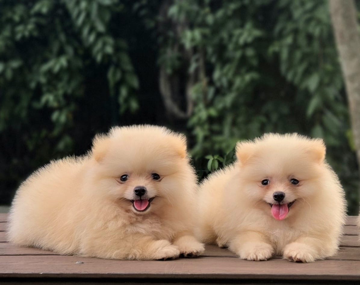 Pomerania Calidad Cara de Oso Ambos Sexos  Foto 7280938-2.jpg