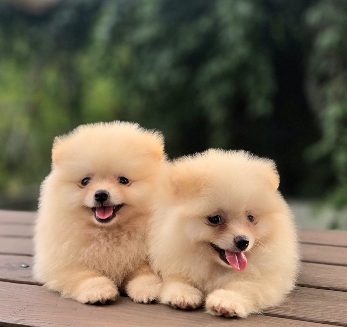 Pomerania Calidad Cara de Oso Ambos Sexos  Foto 7280938-3.jpg