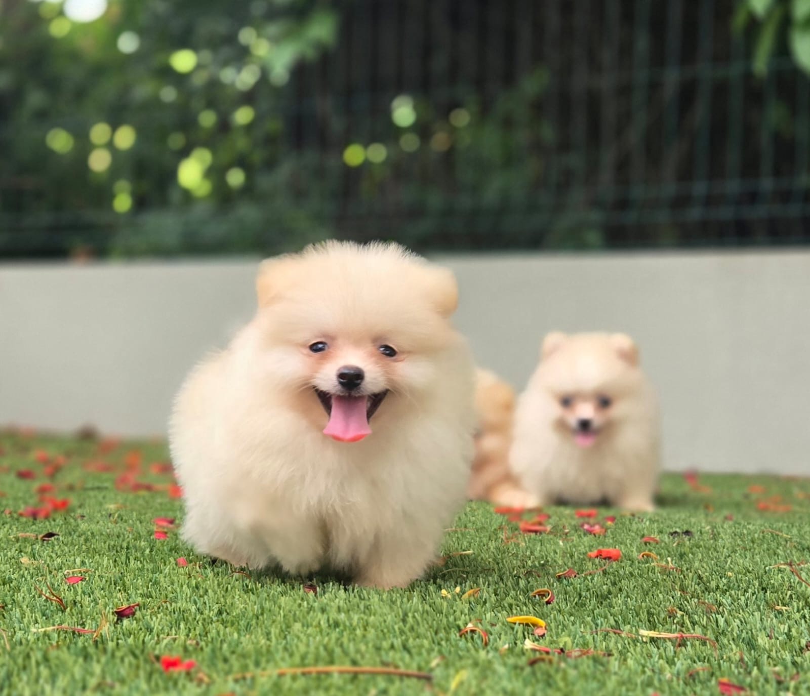 Pomerania Calidad Cara de Oso Ambos Sexos  Foto 7280938-4.jpg