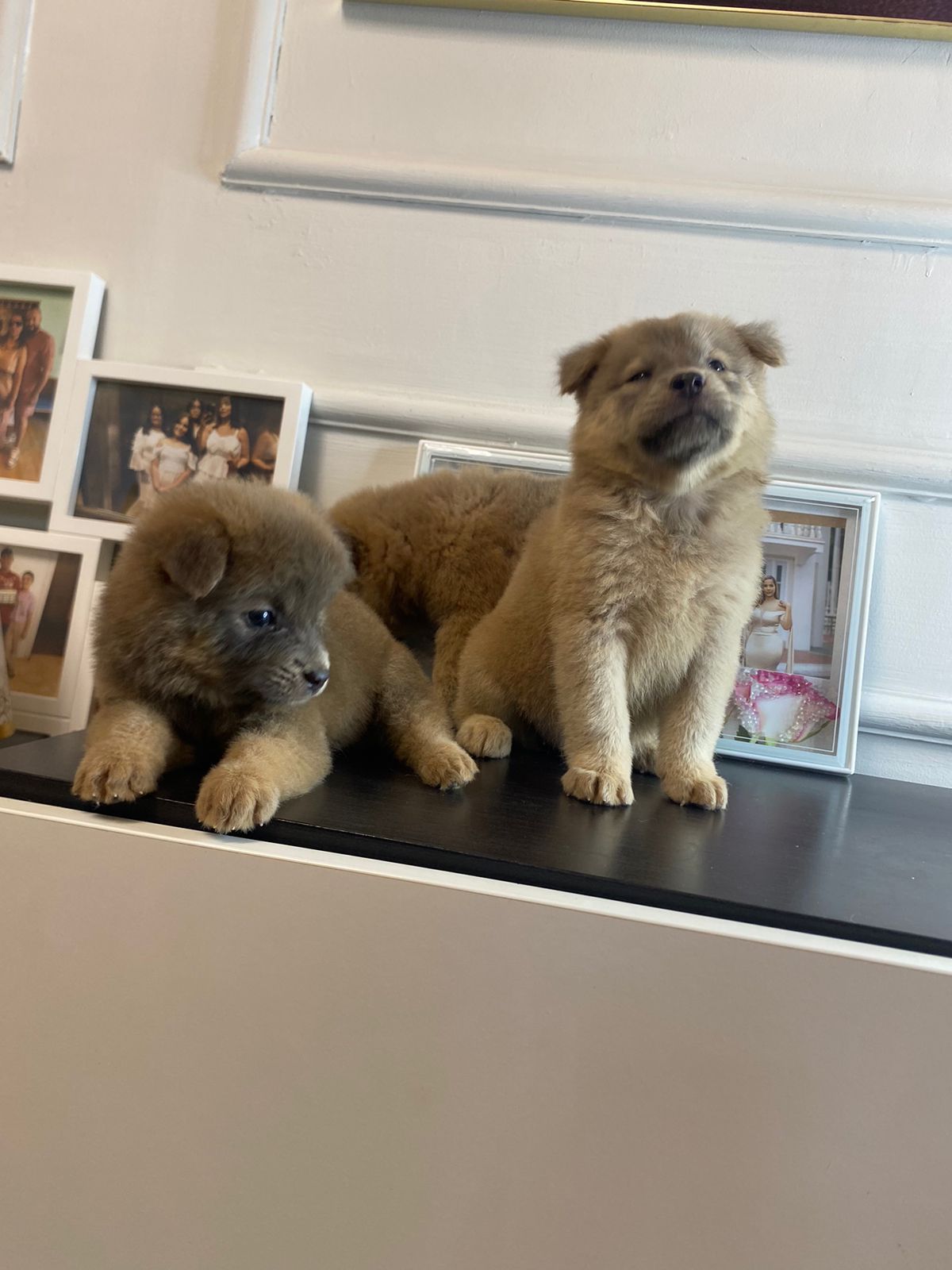 OFERTA CACHORRO CHOW CHOW HEMBRA EN SANTIAGO VACUNA AL DIA Foto 7281626-1.jpg