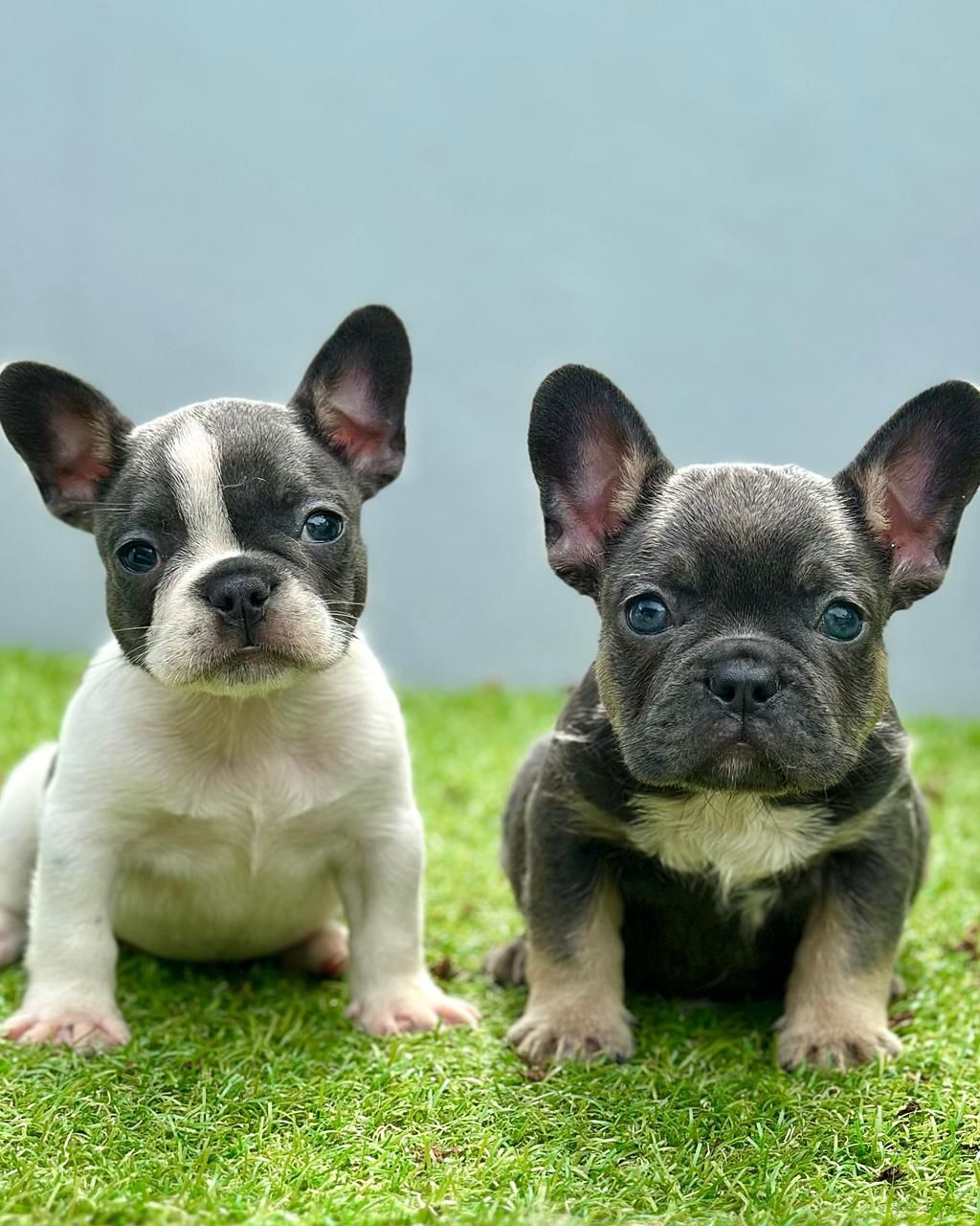 OFERTA CACHORRO BULLDOG FRANCES AMBOS SEXO EN SANTO DOMINGO CON TODO A Foto 7281630-1.jpg