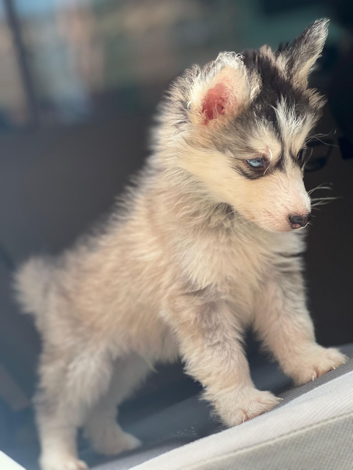 OFERTA CACHORRO HUSKY WOOLY MACHO EN SANTO DOMINGO Y VACUNA AL DIA Foto 7281633-1.jpg