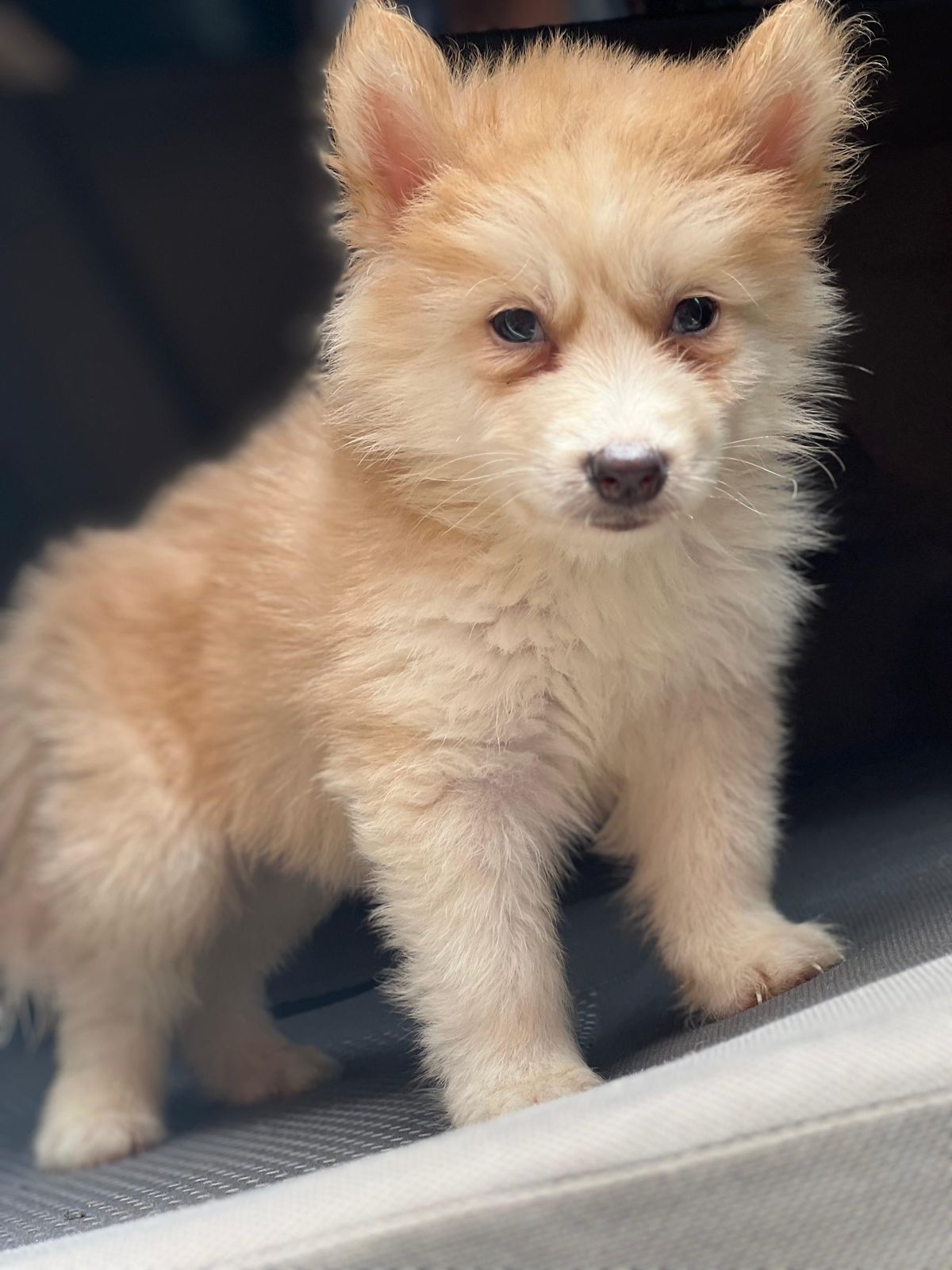 OFERTA CACHORRO HUSKY WOOLY MACHO EN SANTO DOMINGO Y VACUNA AL DIA Foto 7281633-2.jpg