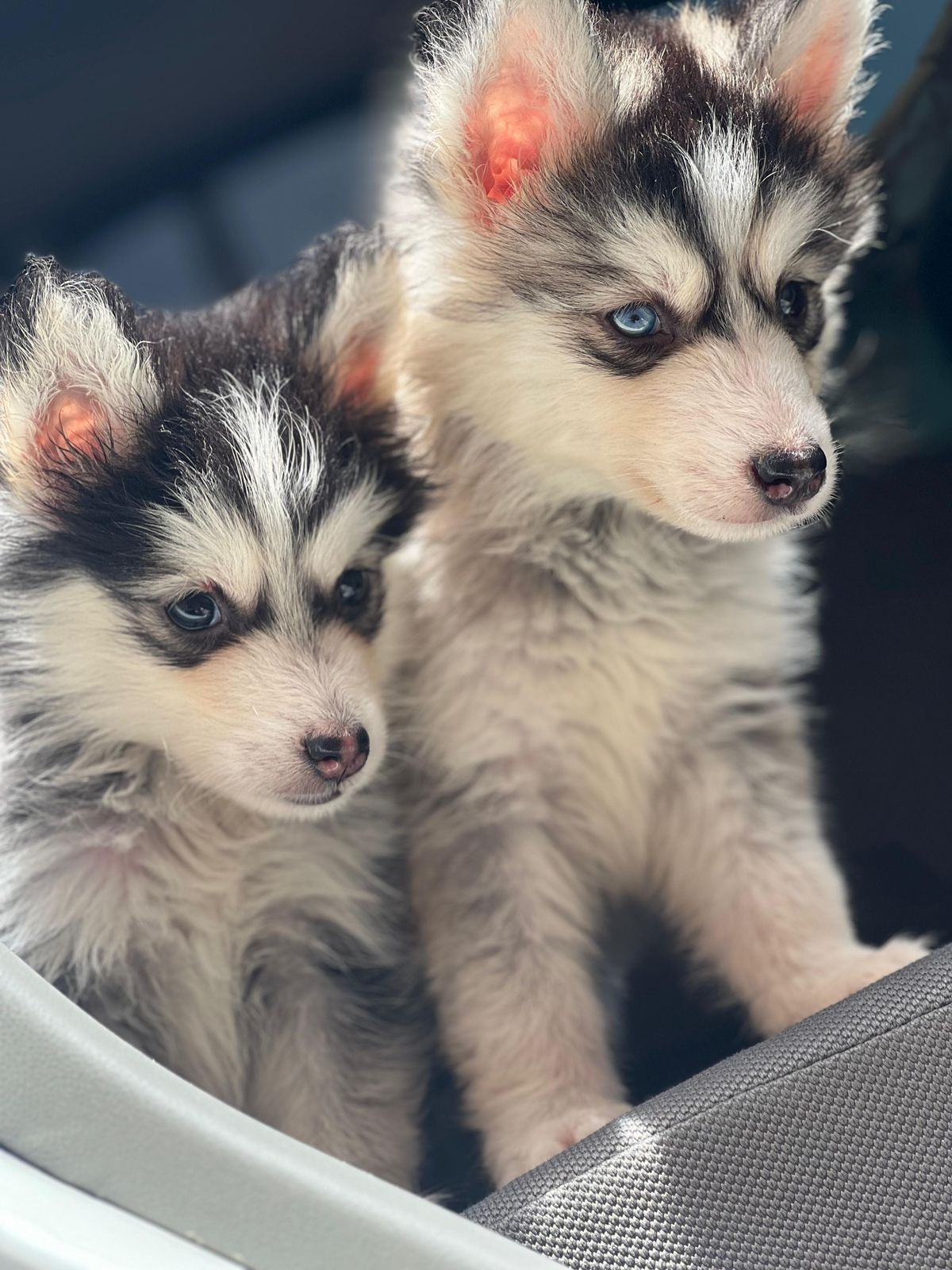 OFERTA CACHORRO HUSKY WOOLY MACHO EN SANTO DOMINGO Y VACUNA AL DIA Foto 7281633-3.jpg
