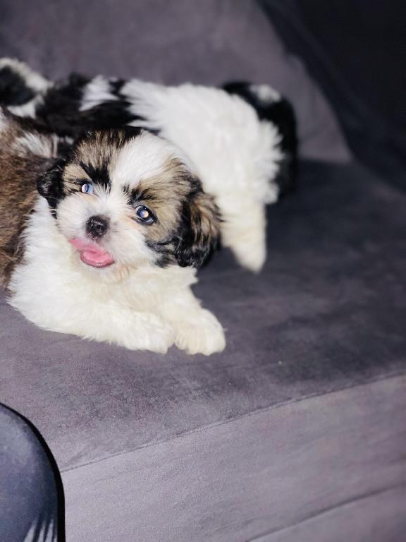 Shih tzu mini hembra  en Santo Domingo Este Foto 7281704-1.jpg