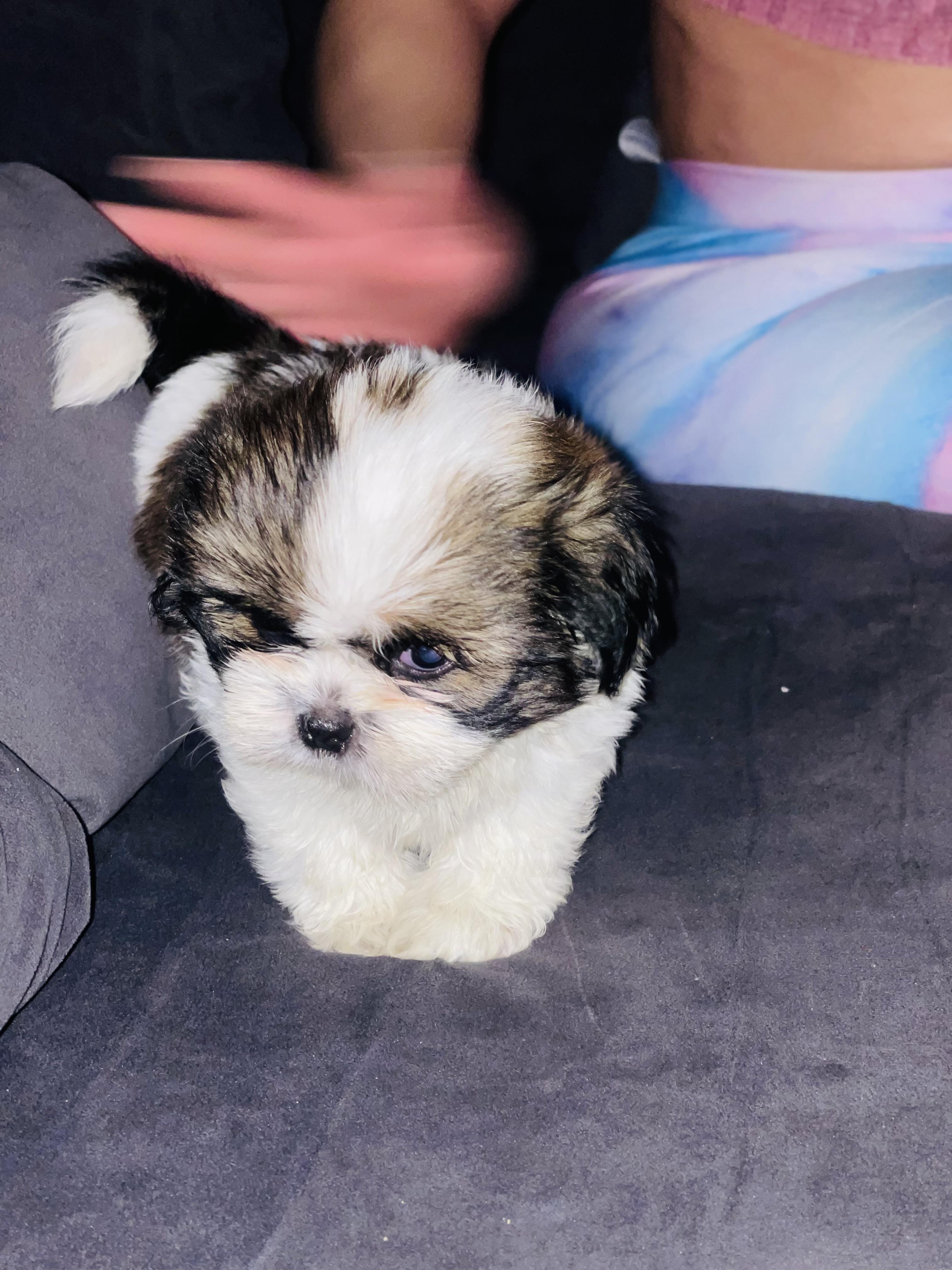 Shih tzu mini hembra  en Santo Domingo Este Foto 7281704-2.jpg