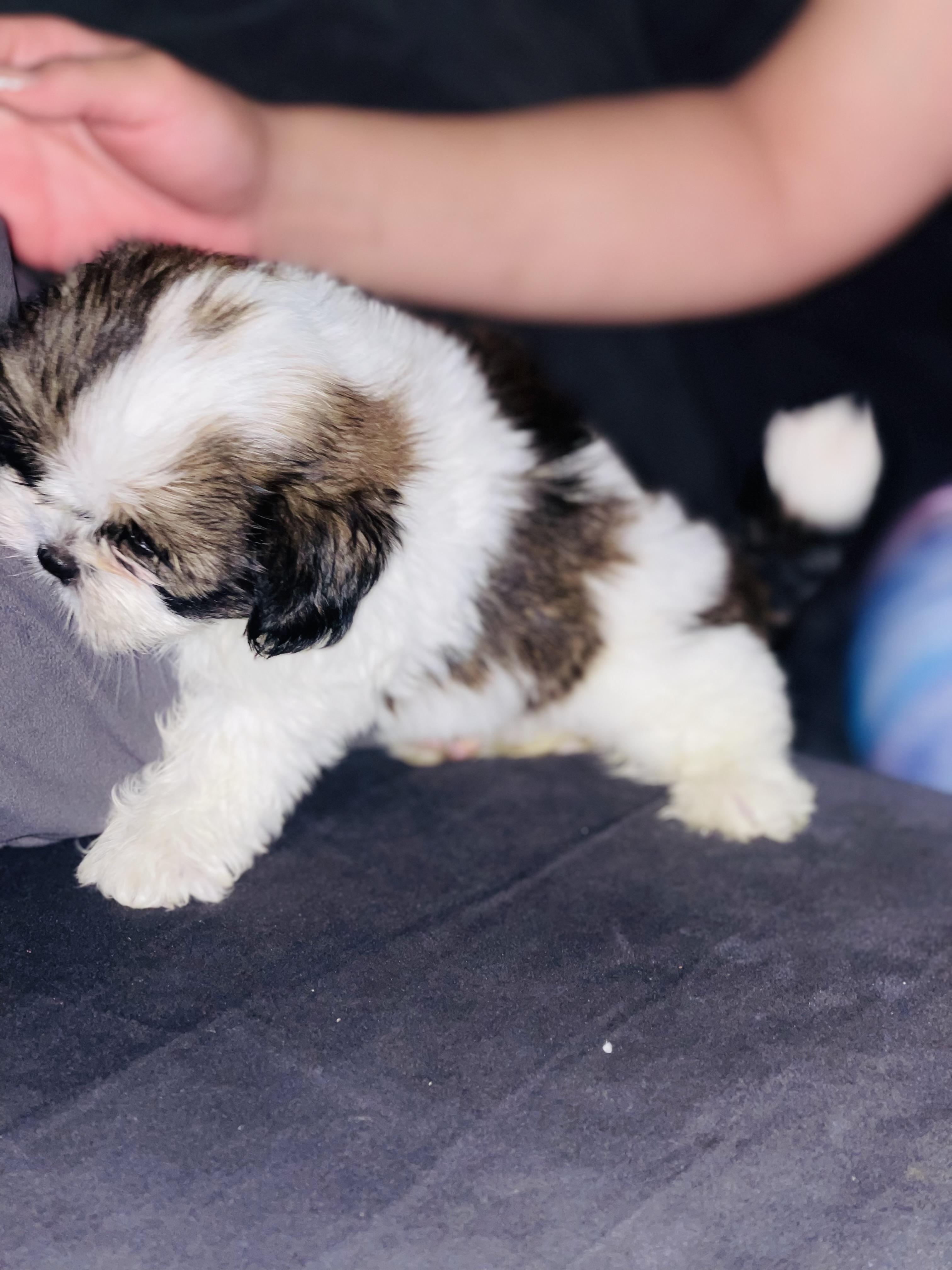 Shih tzu mini hembra  en Santo Domingo Este Foto 7281704-3.jpg