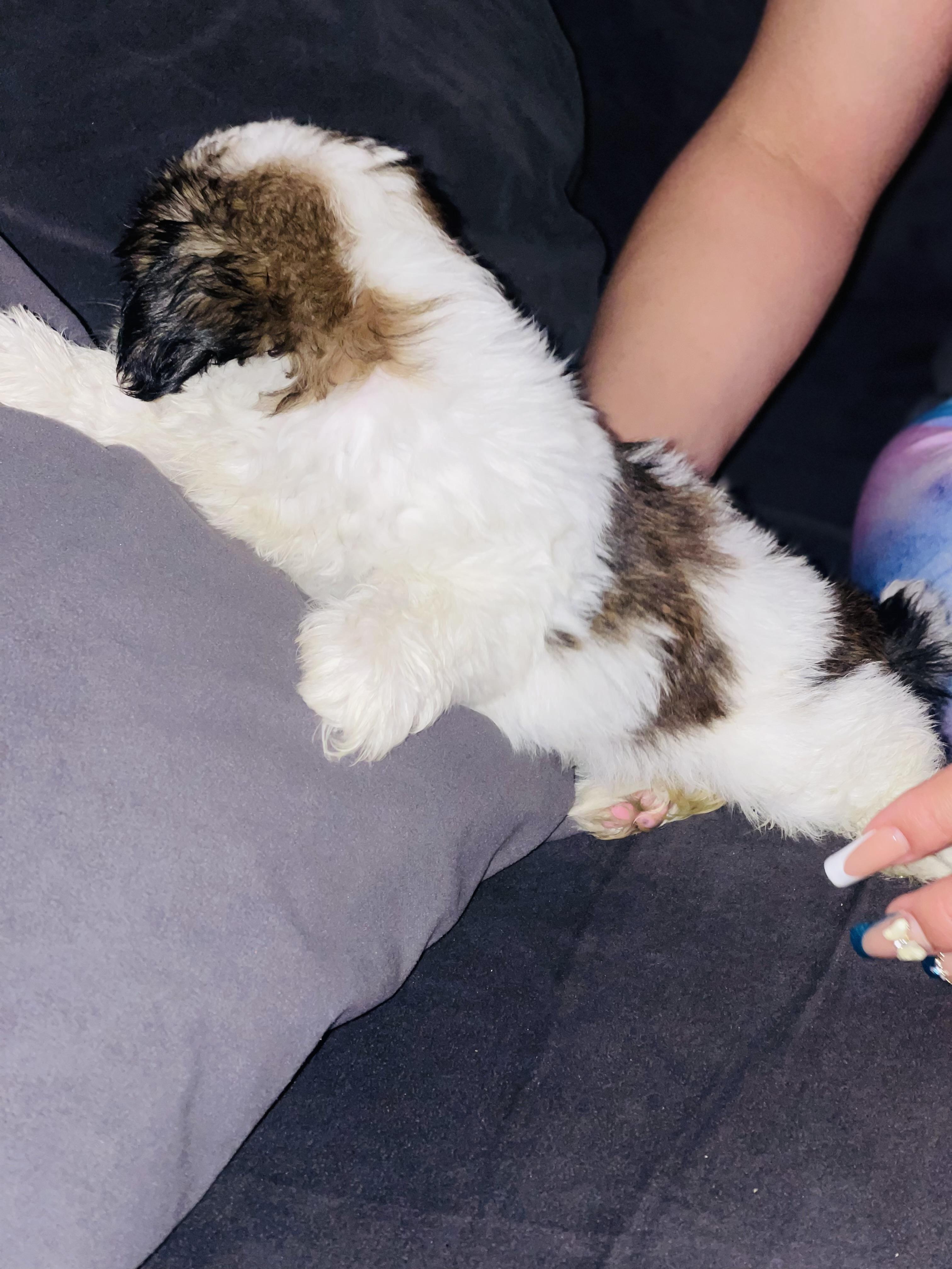 Shih tzu mini hembra  en Santo Domingo Este Foto 7281704-5.jpg